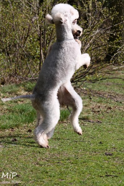 2011-04-02 Aveline Alanna Svet (17).jpg - Arc-en-ciel Alanna & Airis Blue Volshebny Svet